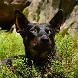 Meet your Posher, Samuel